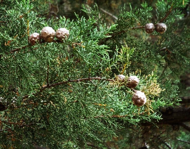 Cipressi australiani